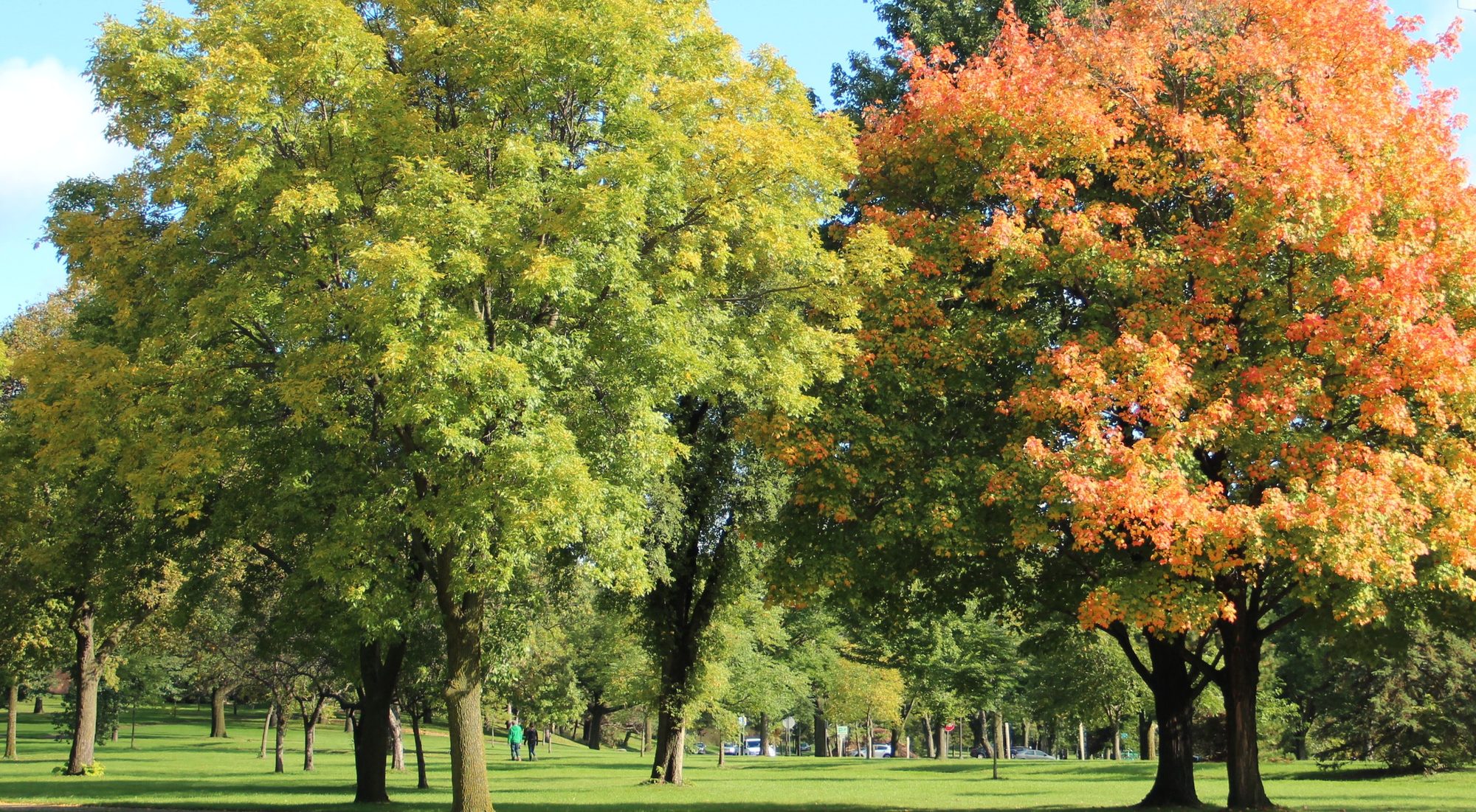 Fall maples in the park at Lake Nokomis
